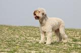 LAGOTTO 122